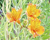 flowers