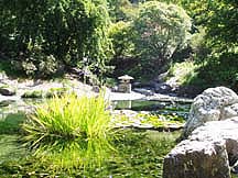 pond and surrounding trees