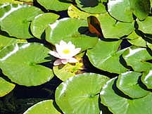lily pad on pond