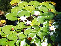 lily pads on pond