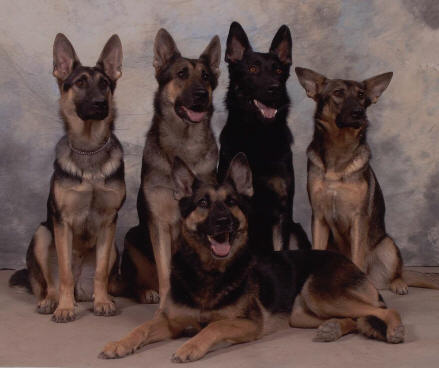 Iris and friends