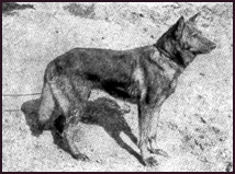 Horand, the first GSD