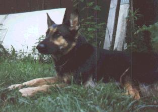 Iris laying down outside