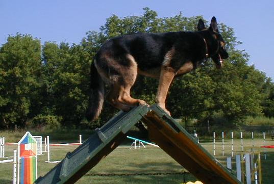 Iris on the A-Frame