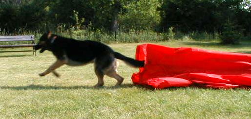 Iris in the Chute