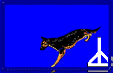 A GSD doing the high jump
