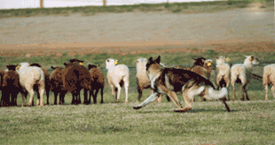A sable GSD herding sheep