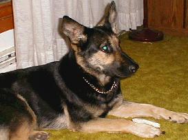 Iris with her bone