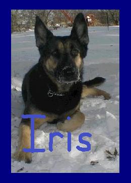 Iris in the snow