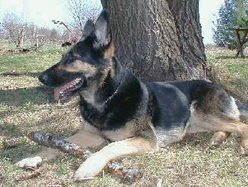 Iris with her stick