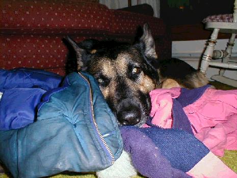 Iris sleeping on coats