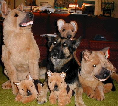 Iris with stuffed GSD's