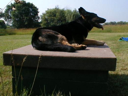 Iris laying on the Table