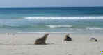Sea Lion 2.jpg (21358 bytes)