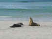 Sea Lion 3.jpg (33849 bytes)