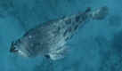 Cod (24883 bytes)