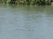 Crocodile (24794 bytes)