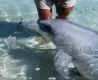 dolphin1.jpg (61117 bytes)
