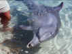 dolphin2.jpg (69974 bytes)