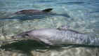 dolphin3.jpg (103469 bytes)