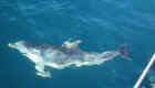 dolphin4.jpg (54074 bytes)