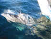 dolphin5.jpg (80472 bytes)