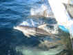 dolphin6.jpg (83586 bytes)