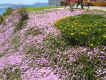 flowers1.jpg (95654 bytes)