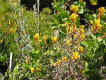 flowers2.jpg (83677 bytes)