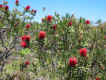 flowers3.jpg (79415 bytes)