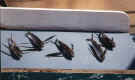 Flying Fish (46965 bytes)