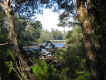 forest_1.jpg (84627 bytes)