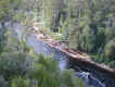 forest_2.jpg (78164 bytes)