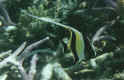 Moorish Idol (33164 bytes)