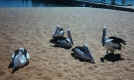 pelican2.jpg (104931 bytes)