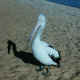 pelican.jpg (60556 bytes)