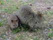 quokka3.jpg (144466 bytes)