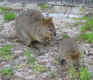 quokka4.jpg (156990 bytes)