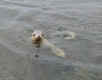 sea_lion1.jpg (26944 bytes)