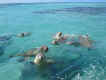 sea_lion3.jpg (37871 bytes)