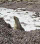 sea_lion4.jpg (44019 bytes)