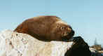 seal4.jpg (71037 bytes)