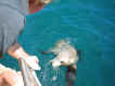sealesp2.jpg (35252 bytes)