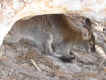 wallaby_1.jpg (54690 bytes)