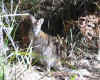 wallaby_2.jpg (56502 bytes)