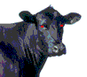 Mooooo!!