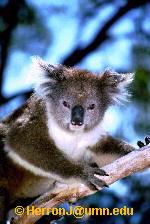 /user/koala2.jpg