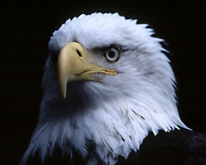 Our Nation's Symbol of Freedom