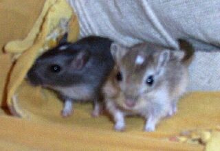 Click us, we need a loving home!!!
