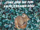 Kaliel's Prarie Dogs
